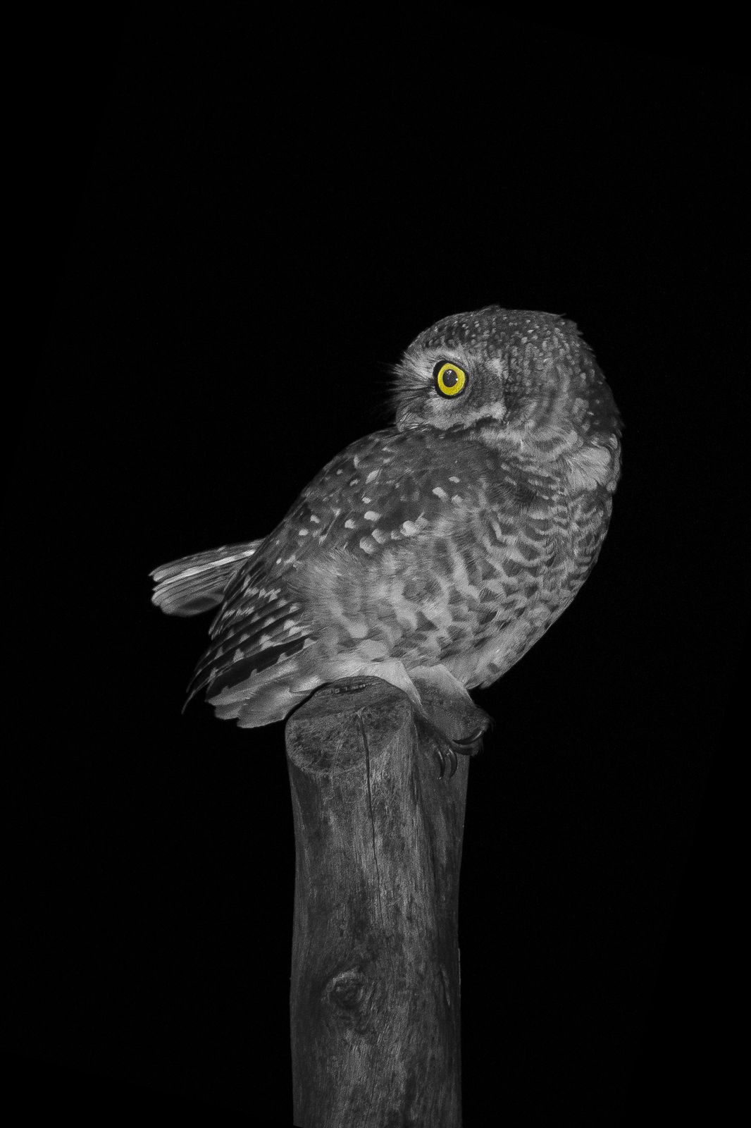 Spotted owlet (13)